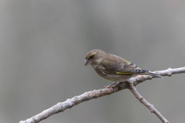 Green finch Chloris chloris sitting on a branch