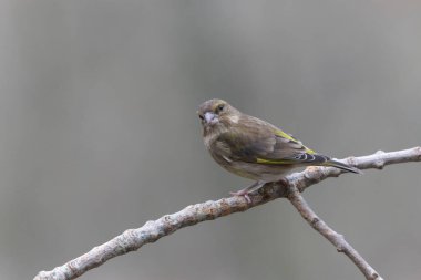 Green finch Chloris chloris sitting on a branch