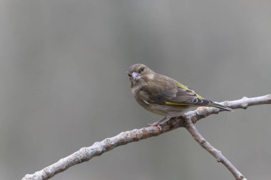 Green finch Chloris chloris sitting on a branch