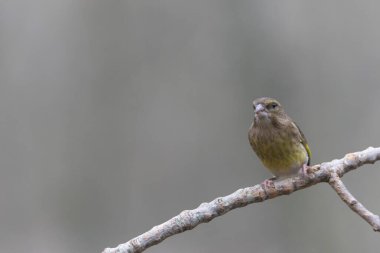 Green finch Chloris chloris sitting on a branch