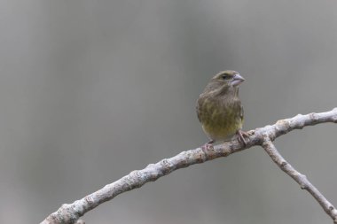Green finch Chloris chloris sitting on a branch