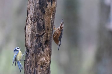 sitta europeae European nuthatch climbing on a dead tree in close view