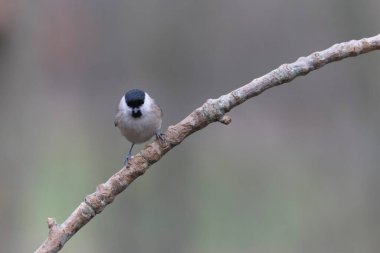 marsh tit Parus palustris in close view
