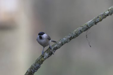 marsh tit Parus palustris in close view