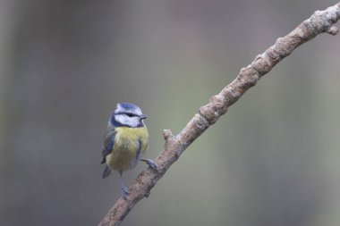 Blue Tit Cyanistes caeruleus perched on a dead branch