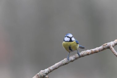 Blue Tit Cyanistes caeruleus perched on a dead branch
