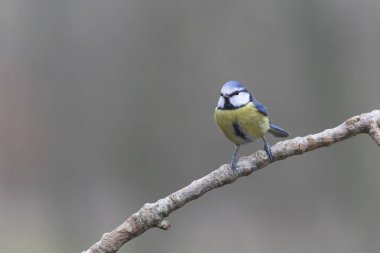 Blue Tit Cyanistes caeruleus perched on a dead branch