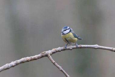 Blue Tit Cyanistes caeruleus perched on a dead branch