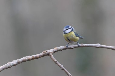 Blue Tit Cyanistes caeruleus perched on a dead branch