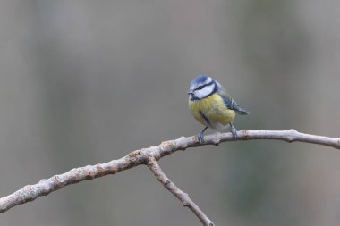 Blue Tit Cyanistes caeruleus perched on a dead branch
