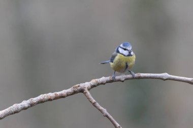 Blue Tit Cyanistes caeruleus perched on a dead branch
