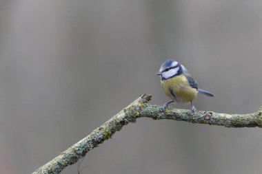 Blue Tit Cyanistes caeruleus perched on a dead branch
