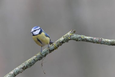 Blue Tit Cyanistes caeruleus perched on a dead branch