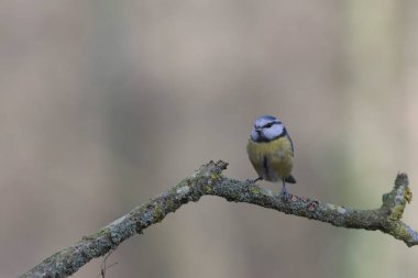 Blue Tit Cyanistes caeruleus perched on a dead branch
