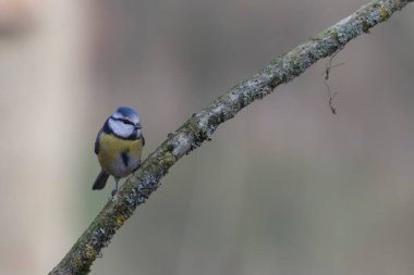Blue Tit Cyanistes caeruleus perched on a dead branch