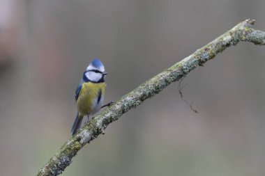 Blue Tit Cyanistes caeruleus perched on a dead branch