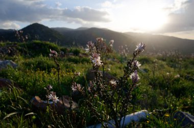 View of the backcountry of Elounda, Crete, Greece with flowers or windmills