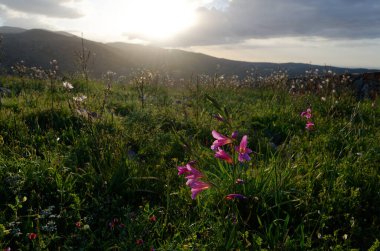 View of the backcountry of Elounda, Crete, Greece with flowers or windmills