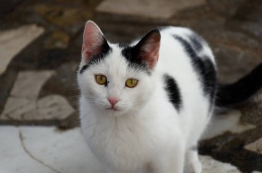 Cat on Crete, Greece
