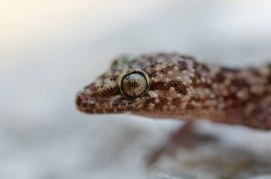 Close up of the gecko Hemidactylus turcicus in Crete, Greece