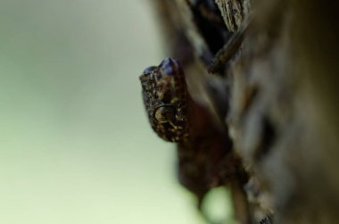 Close up of the gecko Hemidactylus turcicus in Crete, Greece