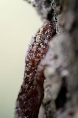 Close up of the gecko Hemidactylus turcicus in Crete, Greece
