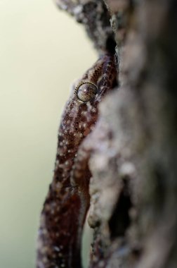 Close up of the gecko Hemidactylus turcicus in Crete, Greece