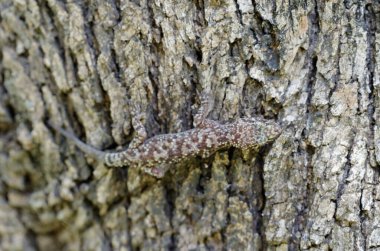 Close up of the gecko Hemidactylus turcicus in Crete, Greece