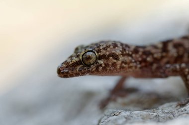 Close up of the gecko Hemidactylus turcicus in Crete, Greece