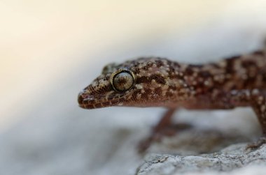 Close up of the gecko Hemidactylus turcicus in Crete, Greece