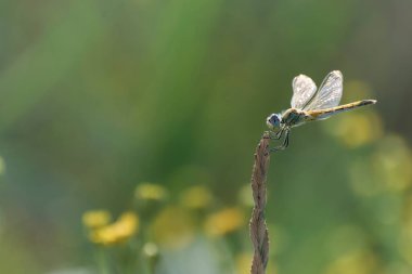Red-veined darter Sympetrum fonscolombii in close view from Camargue, Southern France