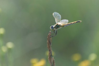 Red-veined darter Sympetrum fonscolombii in close view from Camargue, Southern France