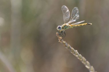 Red-veined darter Sympetrum fonscolombii in close view from Camargue, Southern France