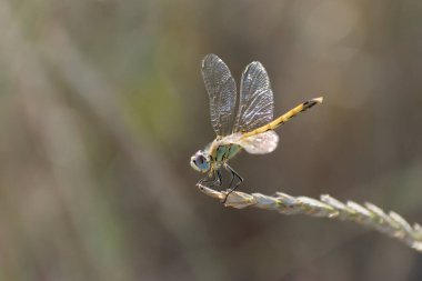 Red-veined darter Sympetrum fonscolombii in close view from Camargue, Southern France