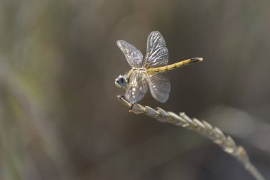 Red-veined darter Sympetrum fonscolombii in close view from Camargue, Southern France