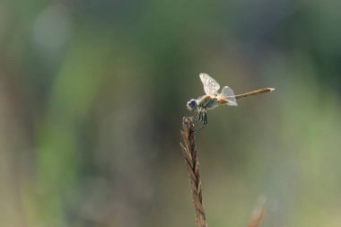Red-veined darter Sympetrum fonscolombii in close view from Camargue, Southern France