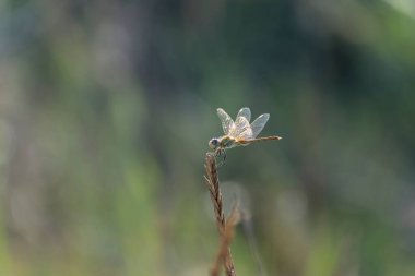 Red-veined darter Sympetrum fonscolombii in close view from Camargue, Southern France