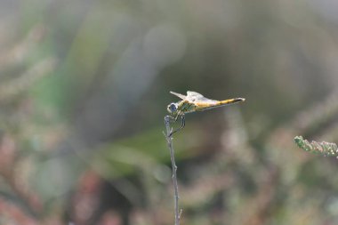 Red-veined darter Sympetrum fonscolombii in close view from Camargue, Southern France