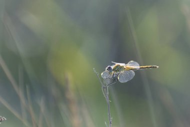 Red-veined darter Sympetrum fonscolombii in close view from Camargue, Southern France