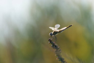 Red-veined darter Sympetrum fonscolombii in close view from Camargue, Southern France