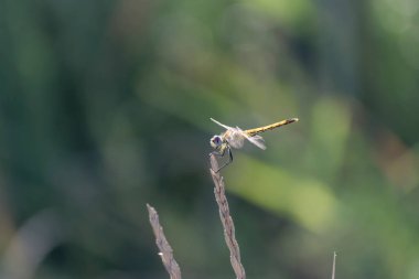 Red-veined darter Sympetrum fonscolombii in close view from Camargue, Southern France