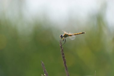 Red-veined darter Sympetrum fonscolombii in close view from Camargue, Southern France