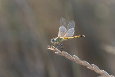 Red-veined darter Sympetrum fonscolombii in close view from Camargue, Southern France