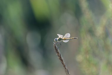 Red-veined darter Sympetrum fonscolombii in close view from Camargue, Southern France
