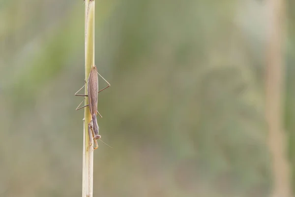 Praying Mantis Mantis Religiosa Vegetation — Photo