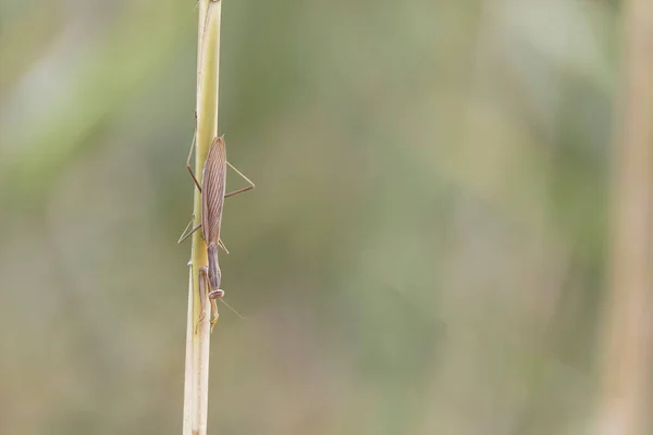 Praying Mantis Mantis Religiosa Vegetation — Φωτογραφία Αρχείου
