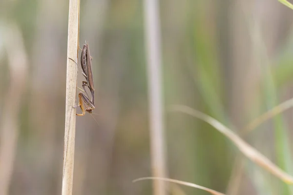 Praying Mantis Mantis Religiosa Vegetation — Photo
