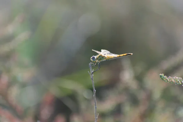 Red Veined Darter Sympetrum Fonscolombii Close View Camargue Southern France — Fotografia de Stock