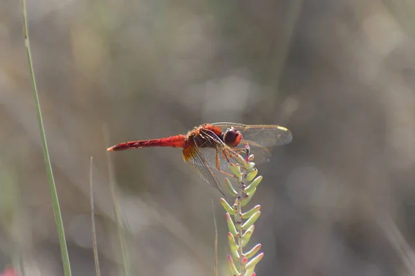 Red Veined Darter Sympetrum Fonscolombii Close View Camargue Southern France — Photo