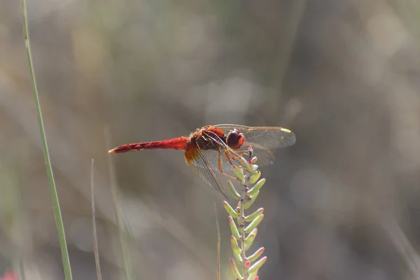 Red Veined Darter Sympetrum Fonscolombii Close View Camargue Southern France — Φωτογραφία Αρχείου